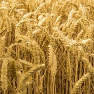 Marcos 4:30-34, El reino de Dios, parte II