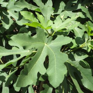 Marcos 11:12-14, Frutos o apariencias