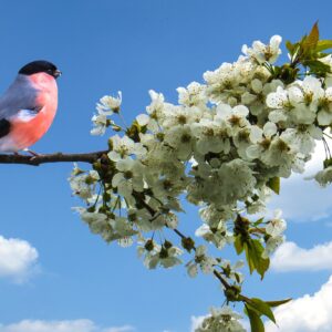 Mateo 6:26-30, No se afanen, miren las aves y las flores