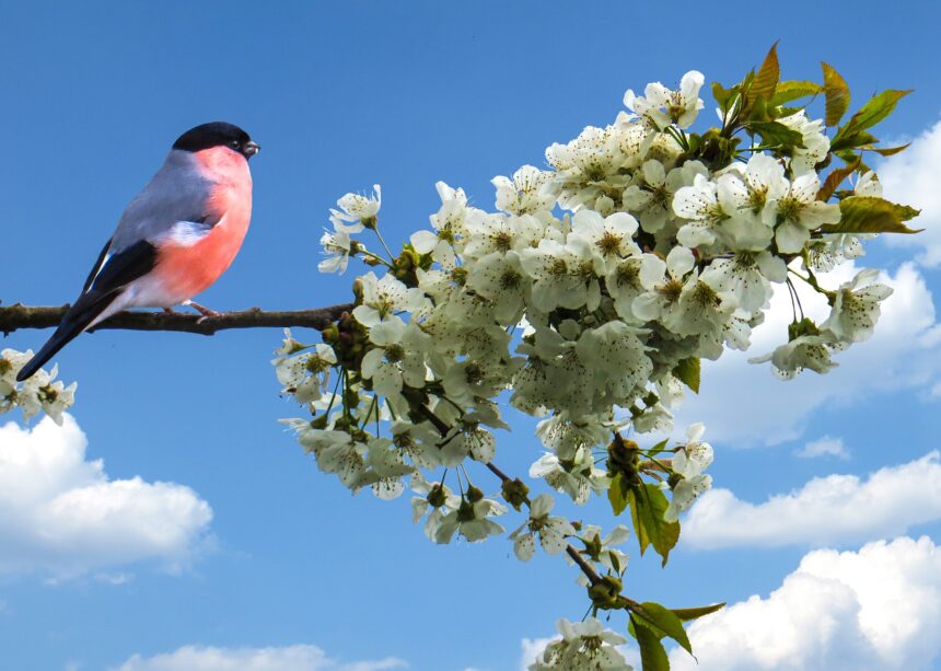 Mateo 6:26-30, No se afanen, miren las aves y las flores