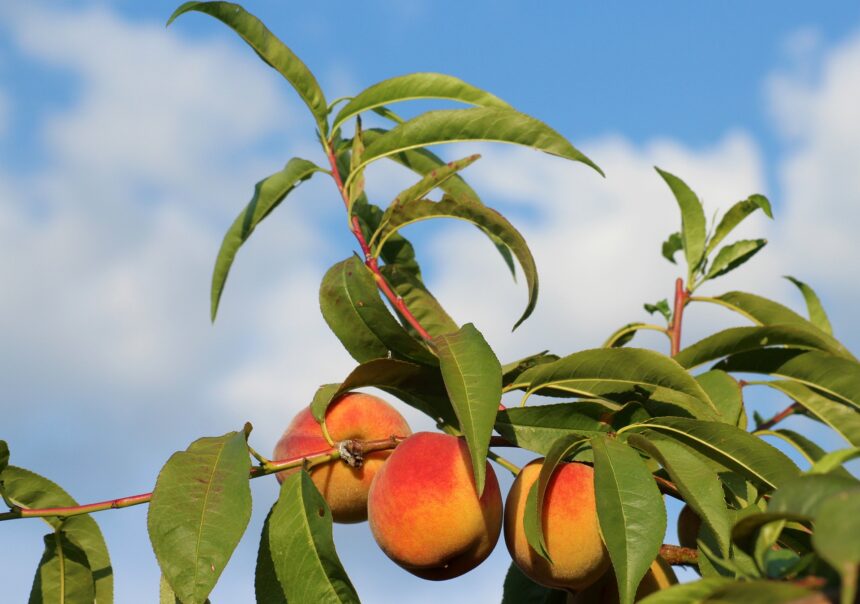 Mateo 7:16-20, Por sus frutos los conoceréis.