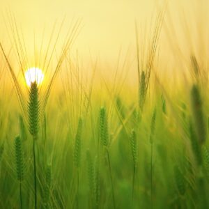 Romanos 2:3-5, ¿Menosprecias la bondad del Señor?