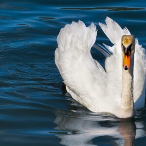 ROMANOS 11:25-27, NO SEAN ARROGANTES